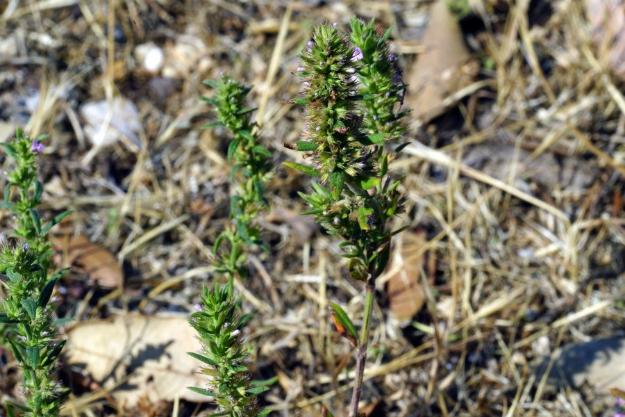 Micromeria graeca subsp. graeca